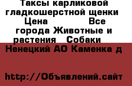 Таксы карликовой гладкошерстной щенки › Цена ­ 20 000 - Все города Животные и растения » Собаки   . Ненецкий АО,Каменка д.